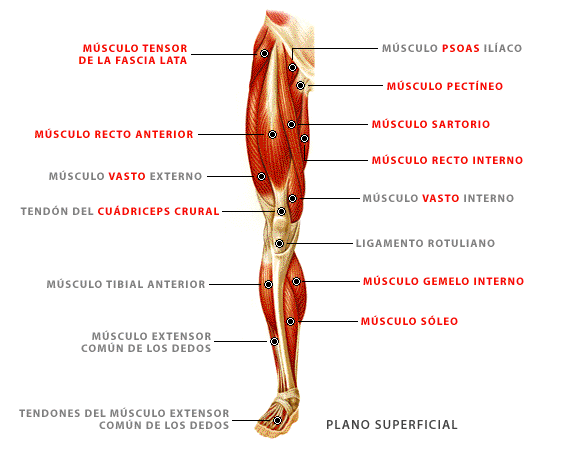 Resultado de imagen de musculatura de la pierna