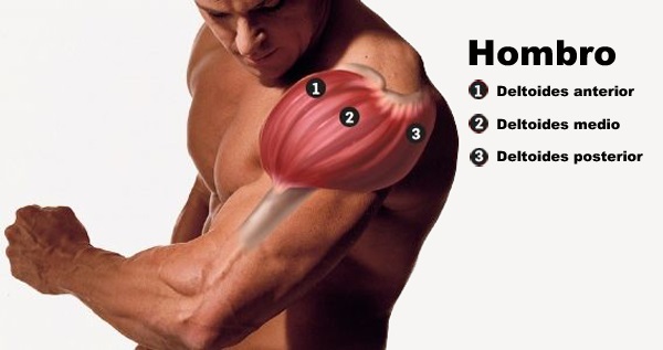 Anatomia de los músculos del hombro