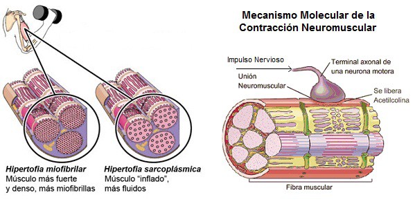 fisiología de la hipertrofia muscular