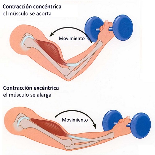contracciones musculares