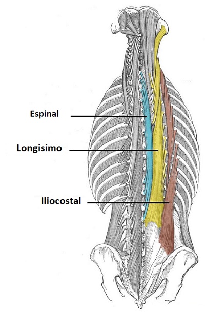 el músculo erector espinal de la espalda