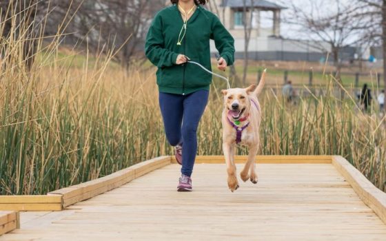 Guía Outdoor Para Perros Activos Entrenar Y Disfrutar Con Tu Perro Al Aire Libre