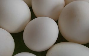 Lee más sobre el artículo ¿Qué beneficios ofrece la proteína de clara de huevo para personas físicamente activas?
